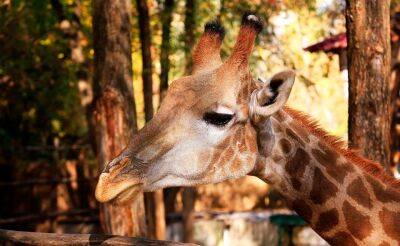 В Ташкентском зоопарке скончался жираф Алатау