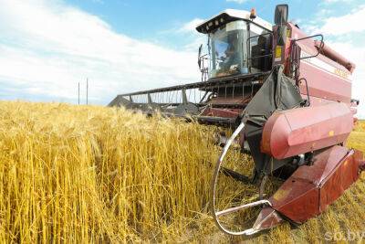 Жатва-2022: хлеборобы намолотили свыше 6,6 млн. тонн зерна