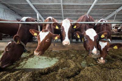 "Краще вилити, ніж продавати": На окупованій Луганщині фермерам пропонують 7 рублів за літр молока