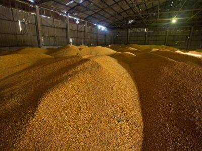 Индия готовилась "кормить мир", однако вынуждена рассмотреть вопрос по импорту зерна - Bloomberg