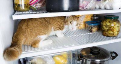 Суперсредство для идеально чистого холодильника: ни грязи, ни запаха