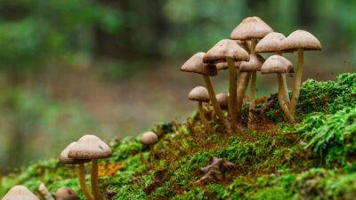 Названы простые правила поиска грибных мест - grodnonews.by - Россия - Белоруссия