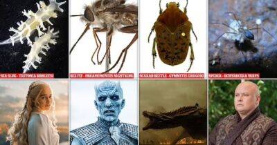 "Игра престолов" в мире науки: слизень "Кхалиси", паук "Варис" и пчелиная муха "Король ночи"
