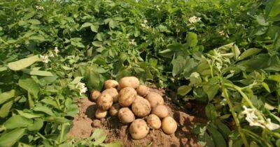 В районе Деваштич картофелеводческие хозяйства борются с вредителями