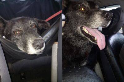 Раненный арбалетной стрелой пес из Тверской области уехал в Москву