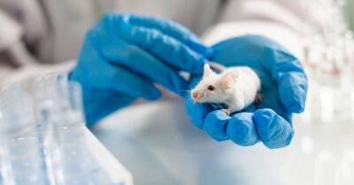 Ученые выяснили, что произошло с мозгом мышей, которые пили Coca-Cola два месяца