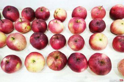Министр торговли рассказал, почему белорусские яблоки дороже польских. Все просто