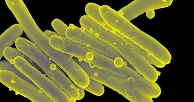 Найден способ борьбы с бактериями, устойчивыми к антибиотикам: на них натравят хищные вирусы
