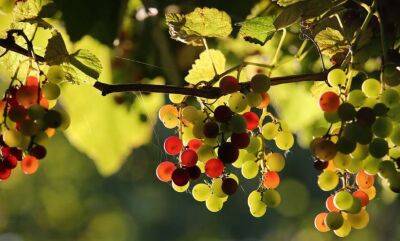 Як вибрати найкорисніший для здоров'я виноград, пояснив дієтолог - lenta.ua - Украина