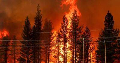 Ученые нашли способ прогнозировать силу лесных пожаров: поможет пот растений
