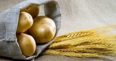 В Таджикистане собрано 852,2 тыс. тонн зерновых и 243,2 тыс. тонн картофеля