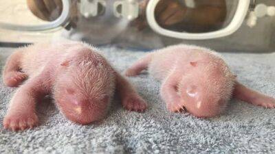 В Китае родилась редкая пара близнецов панды: видео