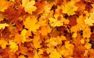Наймодніші кольори одягу на нинішню осінь назвали стилісти