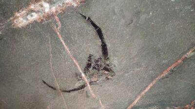 В Солигорске на руднике нашли останки древнего существа времен палеозойской эры