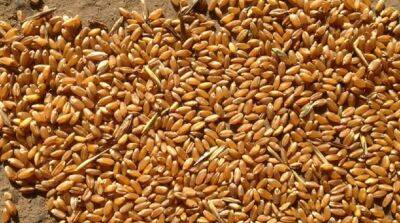 Россияне вывезли 200 тысяч тонн зерна с Луганщины – Гайдай