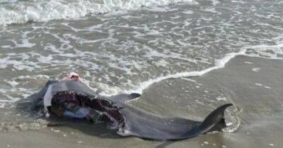В США акула разорвала на части дельфина возле пляжа Южной Каролины (фото)