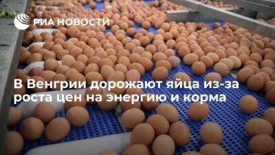 Венгерская ассоциация производителей яиц: продукция дорожает из-за цен на энергию и корма
