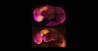 Генная инженерия уровня "Бог". Синтезирован эмбрион мыши без яйцеклетки и сперматозоидов