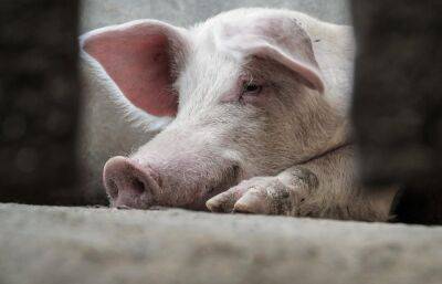 В Тверской области у оптовиков нашли мясо с ДНК вируса африканской чумы свиней