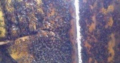 Бежали от войны: к украинским военным прибился пчелиный рой (фото)