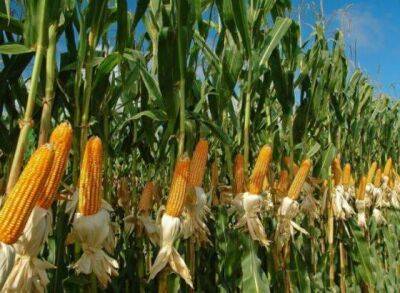 Урожай кукурузы в США опустился до уровней 2019 года