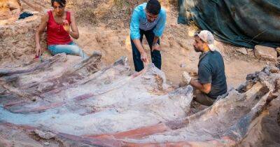 Самый крупный в Еропе: житель Португалии нашел во дворе останки огромного динозавра