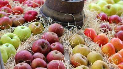 Самые популярные сорта яблок в Израиле: для чего подходит каждый сорт