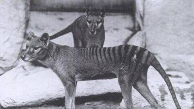 Ученые решили возродить тасманского тигра с помощью стволовых клеток и генетических технологий - grodnonews.by - США - Австралия - Белоруссия - Мельбурн
