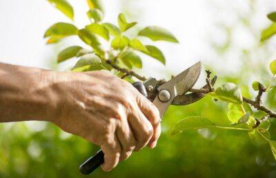 Эксперты дают совету о том, как выбрать саженцы плодовых деревьев