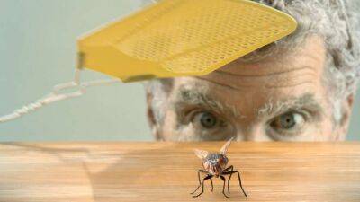 Чому дуже складно прихлопнути муху, пояснили вчені