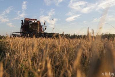 В Беларуси намолотили более 7,4 млн тонн зерна