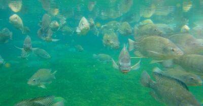 Рыбу из пруда около снесенного памятника в Пардаугаве отдали в зоопарк