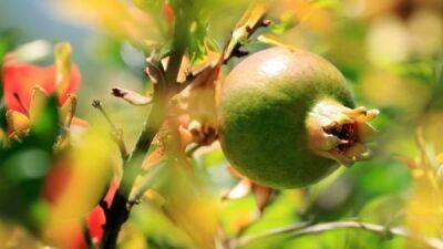 Глобальное потепление: из-за необычно жаркого лета в Англии стали выращивать арбузы, авокадо и другие экзотические плоды