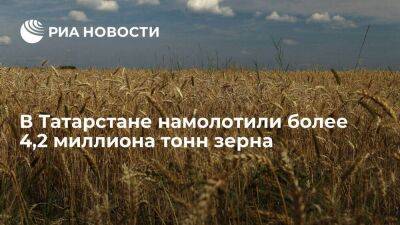Более 4,2 миллиона тонн зерна намолочено в Татарстане, два района завершили уборку