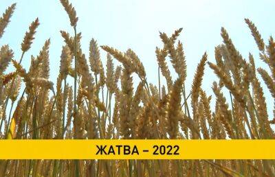 Урожай-2022: намолочено свыше 500 тыс. тонн рапса, убрана пятая часть зерновых