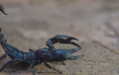 Вернувшая из отпуска женщина нашла в чемодане 18 скорпионов