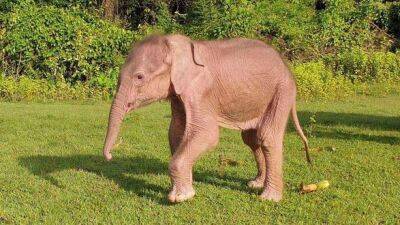 В Мьянме родился редкий белый слон - unn.com.ua - Украина - Киев - Бирма - Нейпьидо - Азия