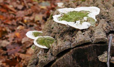 В Ставропольских лесах по неизвестным причинам исчезли почти все виды грибов