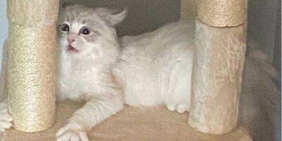 «Что с ним не так?». Пользователи Реддита делятся максимально странными фото своих кошек - nv.ua - Украина