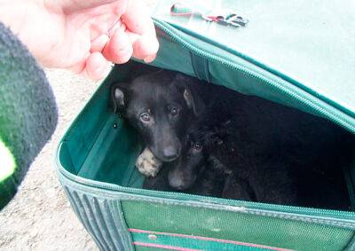 В Праге полицейский нашел три чемодана со щенками внутри