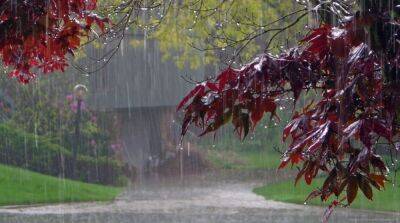 Похолодание и дожди: синоптики рассказали о погоде в предпоследний день августа