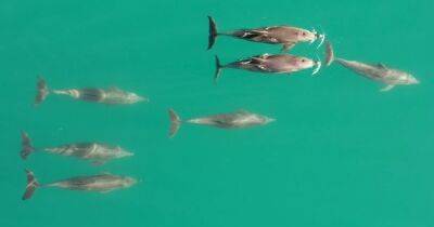 Мужская дружба. Дельфины сбиваются в стаи, чтобы обольщать самок и устранять конкурентов - focus.ua - Украина - Австралия