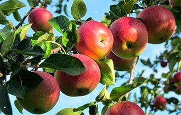 Сколько белорусы могут заработать на яблоках, бруснике и малине?