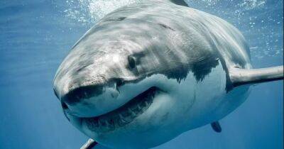 Возвращение большого Боба. Огромная белая акула приплыла на "шабаш" у берегов Кейп-Кода