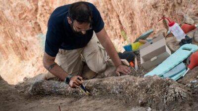 Израиль - родина слонов: возле Гадеры найден бивень возрастом в 500 тысяч лет