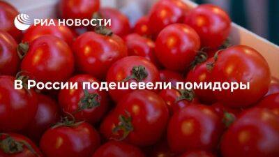 Росстат: в России с 23 по 29 августа помидоры подешевели на 6,8 процента