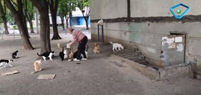 Харків’яни десятками беруть під опіку безпритульних тварин (відео)