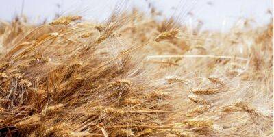 Минагрополитики улучшило прогноз урожая зерновых. Еще бы собрать и вывезти