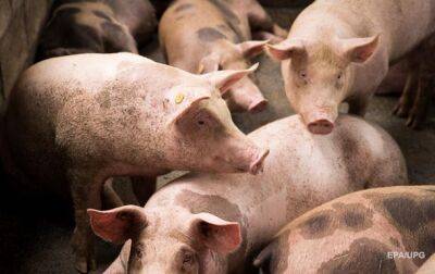 Французские ученые восстановили клетки мертвых свиней - korrespondent.net - США - Украина - Франция