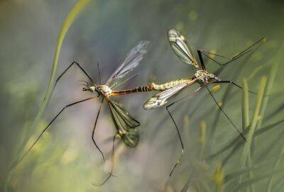 В Араве и Эйлате появились комары с вирусом Западного Нила